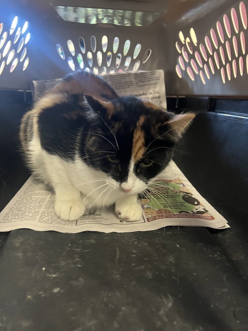 CALI - Domestic Short Hair available for adoption