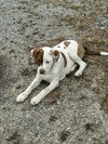 Opal - Photo 1