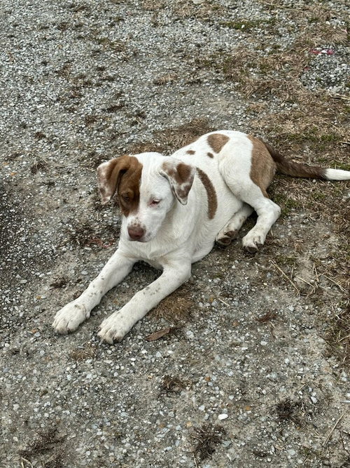 OPAL - Pit Bull Terrier available for adoption