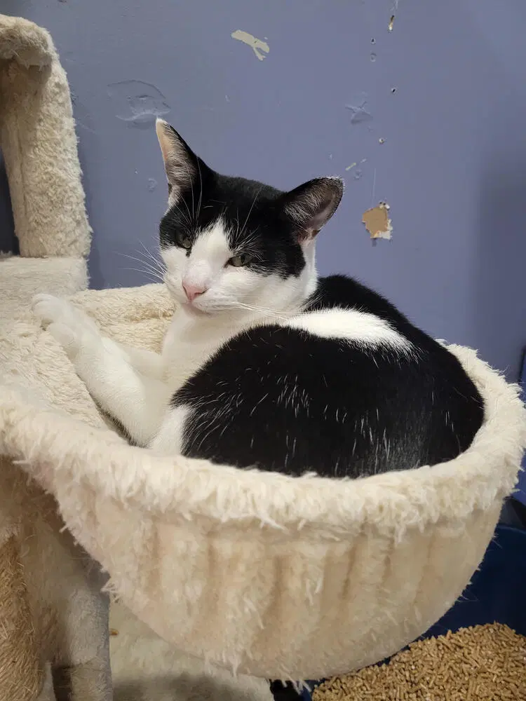 Inky - Domestic Short Hair