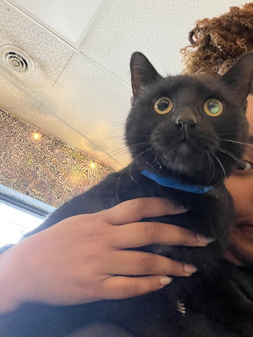 Batman, Adult Domestic Medium Hair, cat for adoption in Bloomington, Indiana
