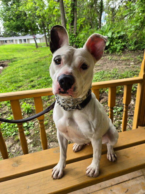 Ruby, an adoptable Pit Bull Terrier in Linton, IN