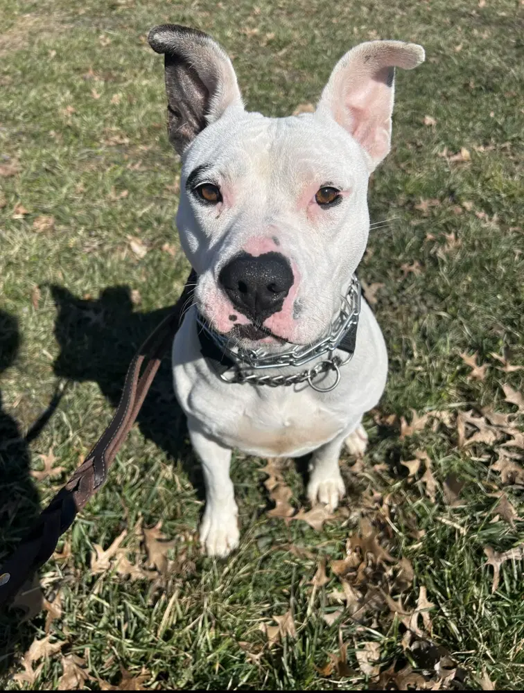 Ruby - Pit Bull Terrier