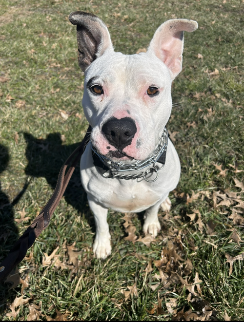 Ruby, an adoptable Pit Bull Terrier in Linton, IN