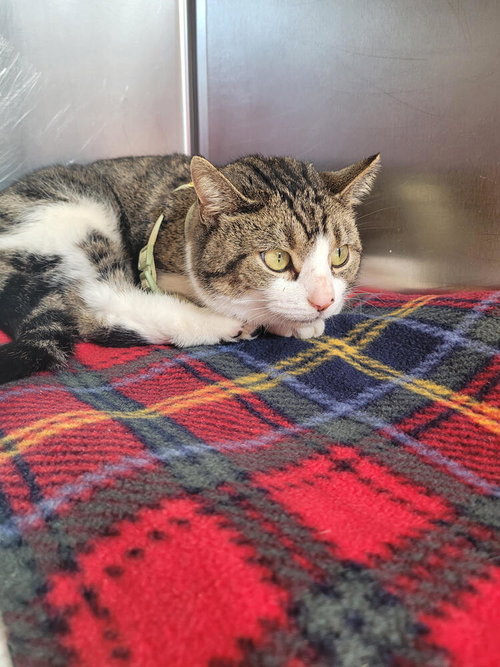 GABRIELLE - Domestic Short Hair available for adoption