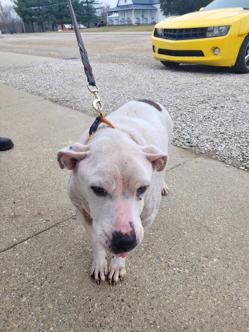 picture of the dog needing adoption