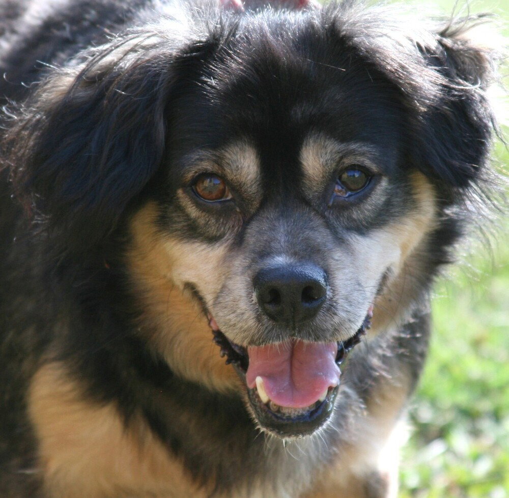 Houdini, photo 3