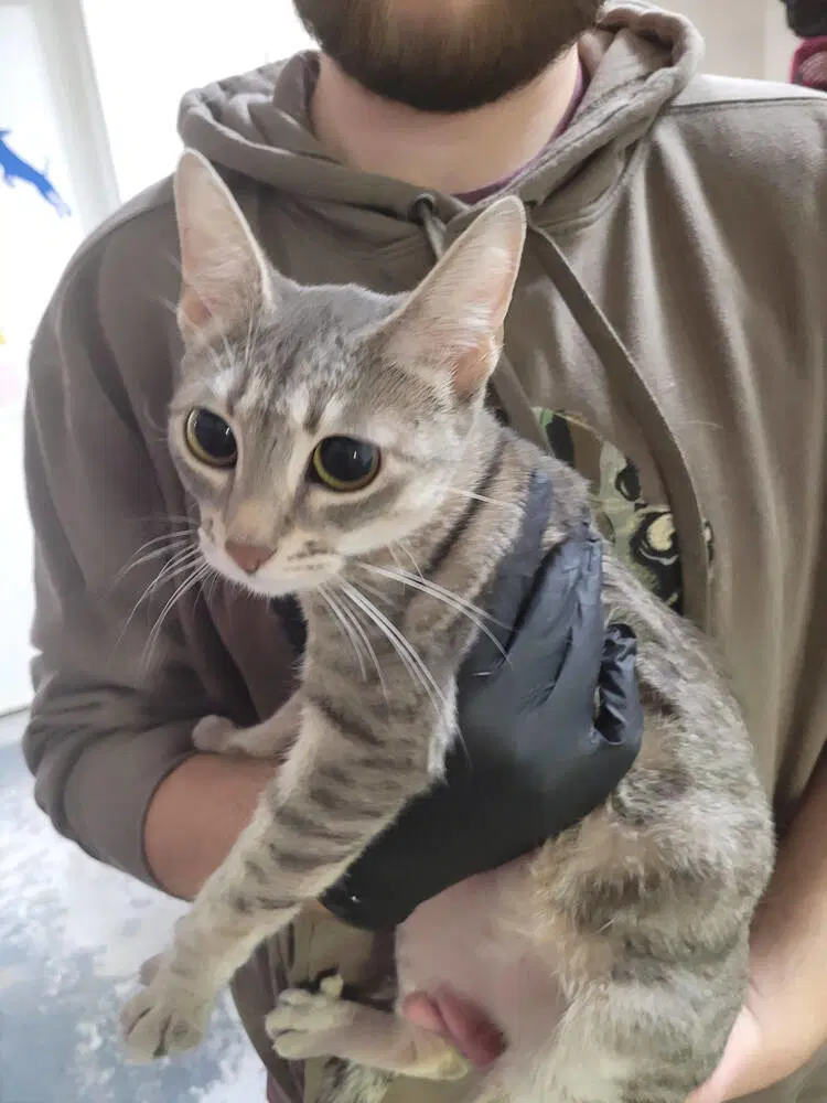 Navy - Domestic Short Hair