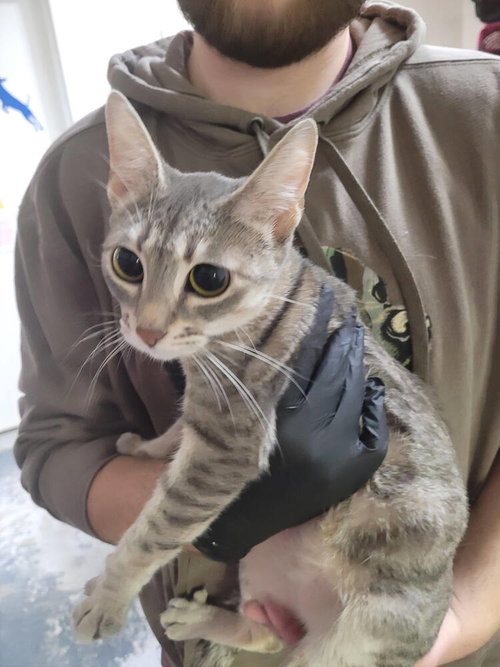 NAVY - Domestic Short Hair available for adoption