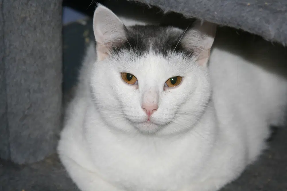 Niko - Domestic Short Hair