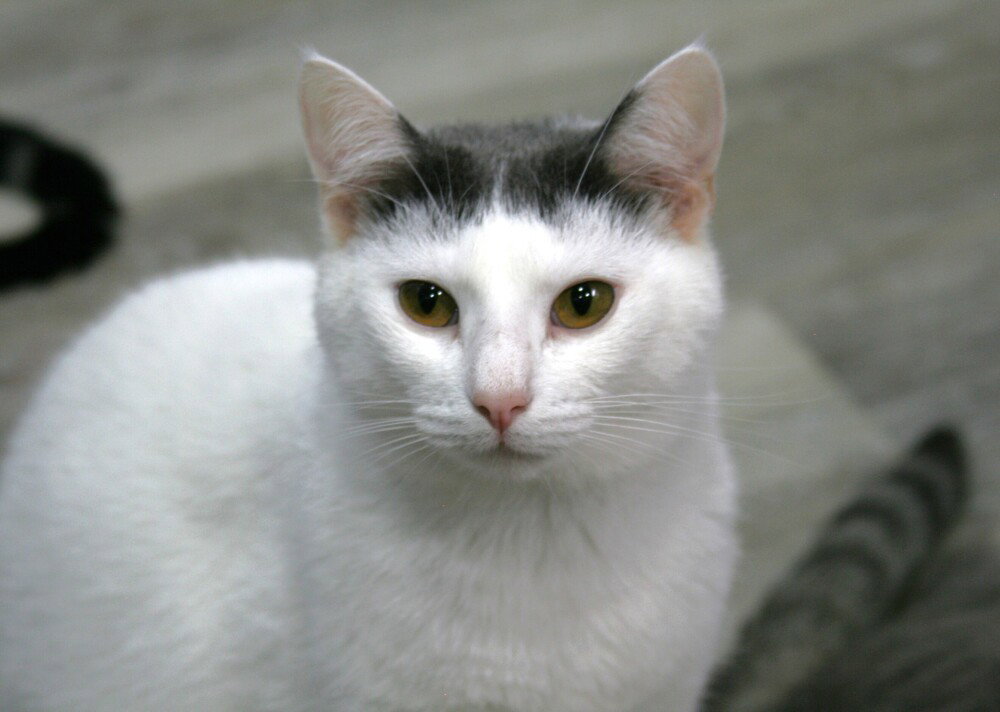Niko, photo 2