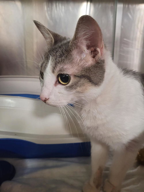 picture of the cat needing adoption