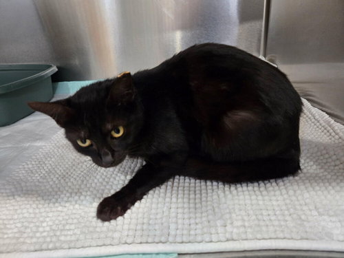 picture of the cat needing adoption