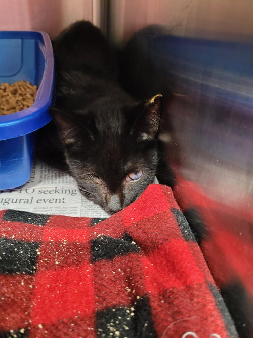 Saja, an adoptable Domestic Short Hair in Linton, IN
