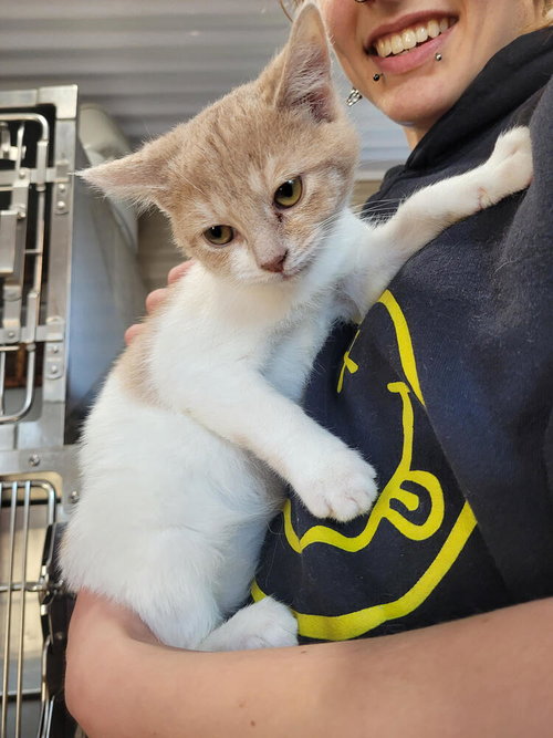 Wren, an adoptable Domestic Short Hair in Linton, IN