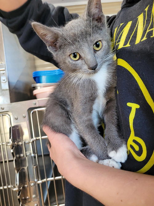 Stimpy, an adoptable Domestic Short Hair in Linton, IN
