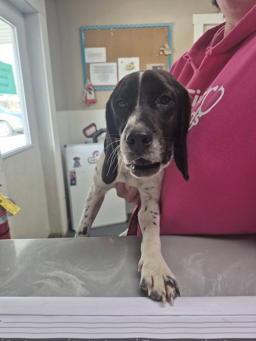 Livi, an adoptable Beagle in Linton, IN