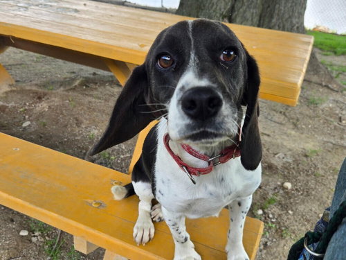 Livi, an adoptable Beagle in Linton, IN