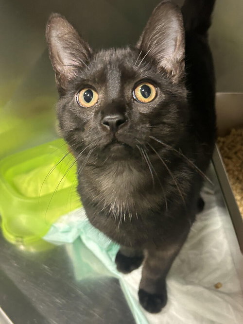 Jude, Baby Domestic Short Hair / Mixed (short coat), cat for adoption in Bloomington, Indiana