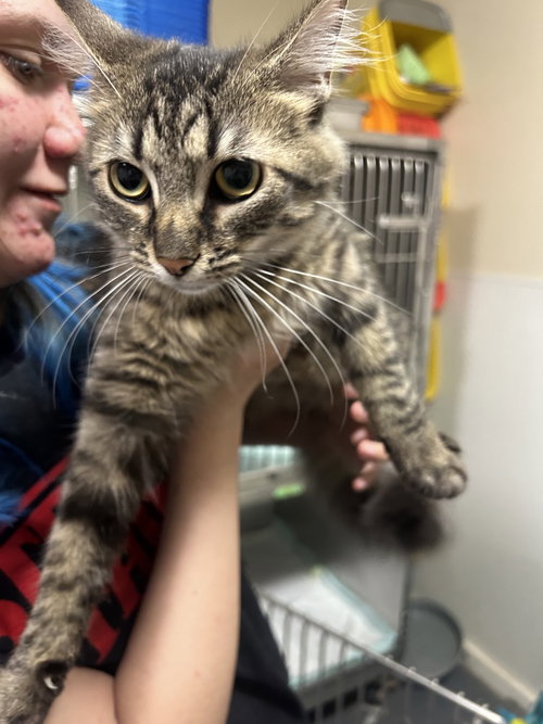 Izzy, an adoptable Domestic Long Hair in Linton, IN