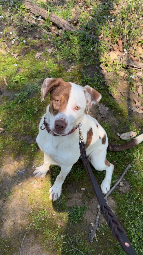Opal, an adoptable Pit Bull Terrier in Linton, IN