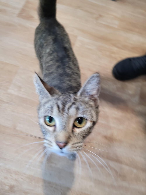 Tilly, an adoptable Domestic Short Hair in Linton, IN