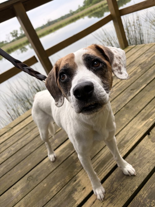 Mia, an adoptable Boxer in Linton, IN