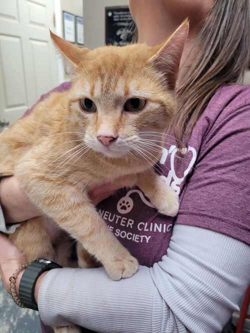 Dorothy, an adoptable Domestic Short Hair in Linton, IN