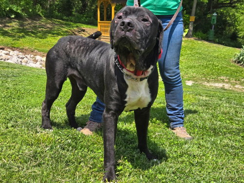 TEDDY BEAR - Cane Corso Mastiff available for adoption