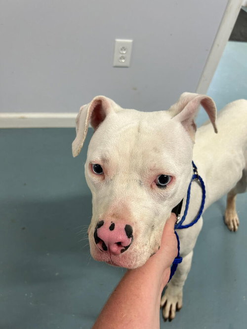 Periwinkle, an adoptable Pit Bull Terrier in Linton, IN