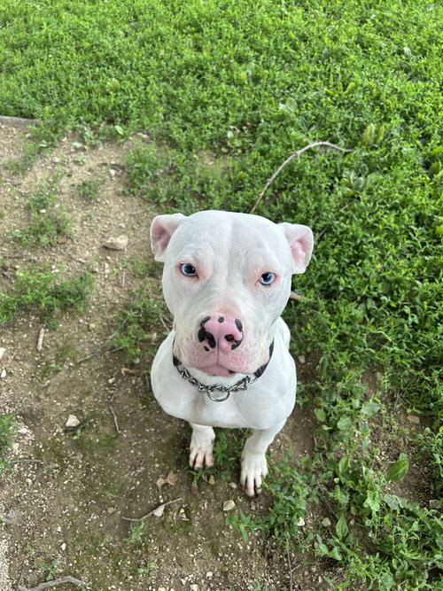 Periwinkle, an adoptable Pit Bull Terrier in Linton, IN
