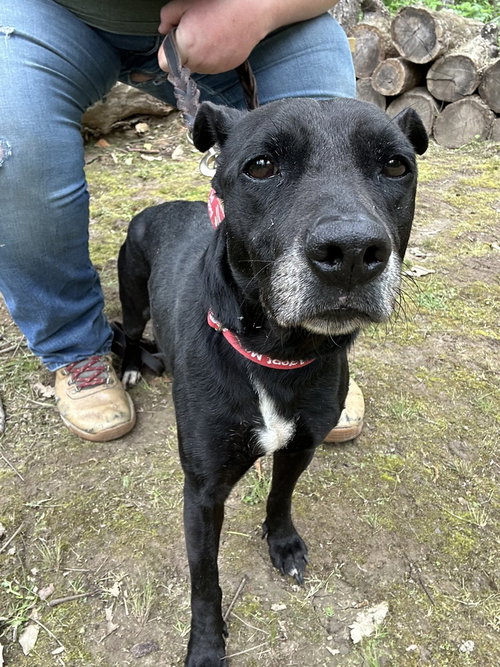 Raven, an adoptable Terrier in Linton, IN