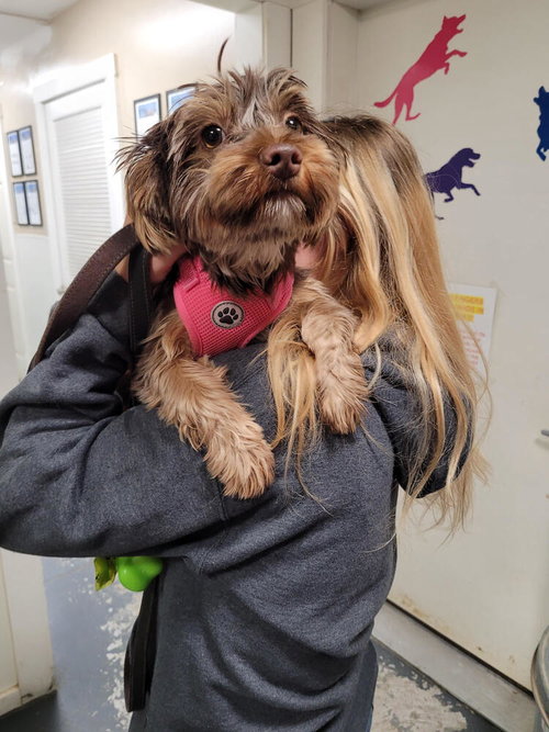 Pixie, an adoptable Yorkshire Terrier Yorkie in Linton, IN