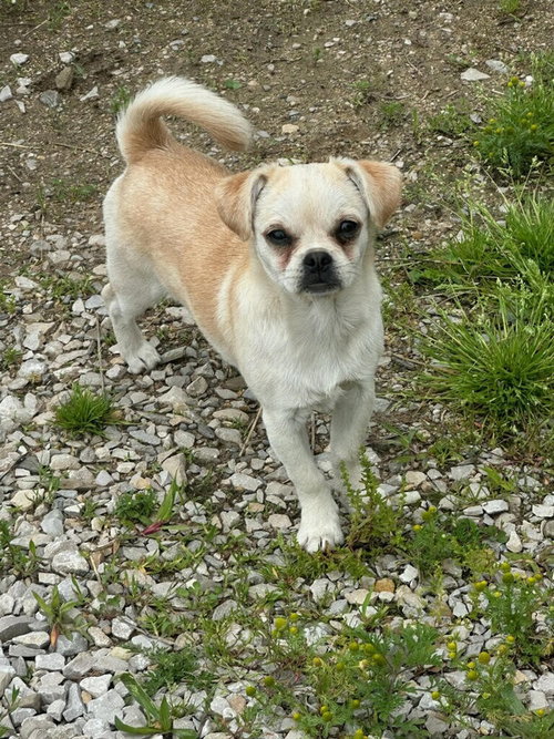 Salchicha, an adoptable Pug in Linton, IN