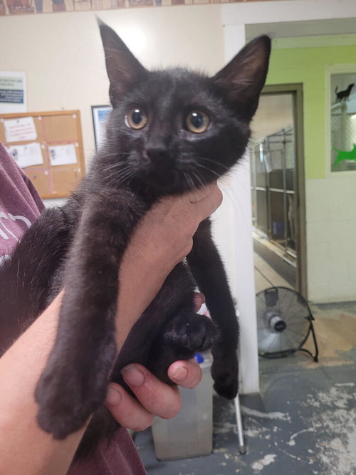 Club, an adoptable Domestic Short Hair in Linton, IN