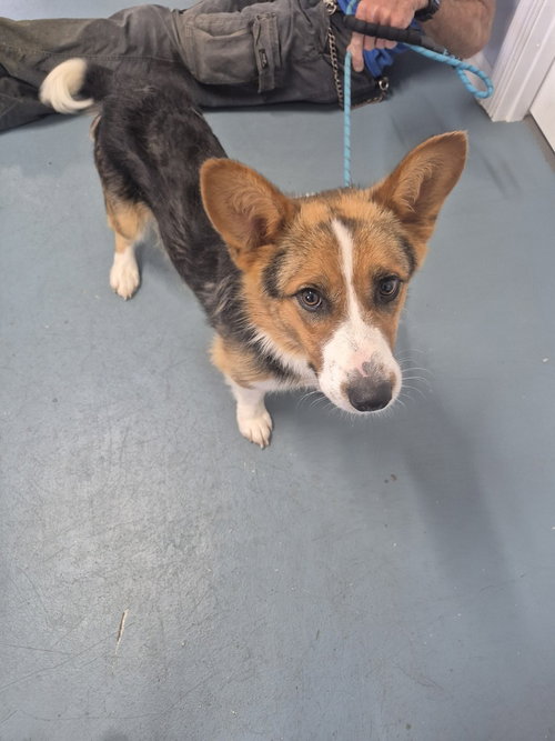 FRED - Corgi available for adoption