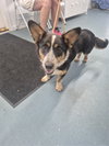 Barney - Photo 1