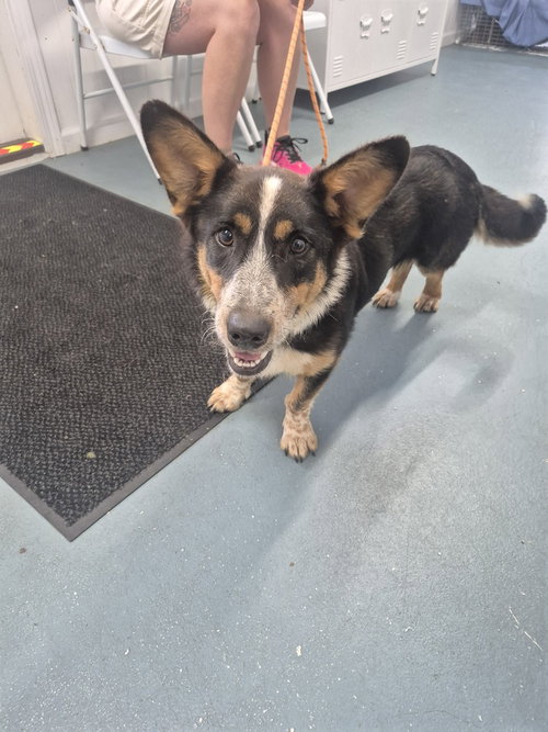 BARNEY - Corgi available for adoption