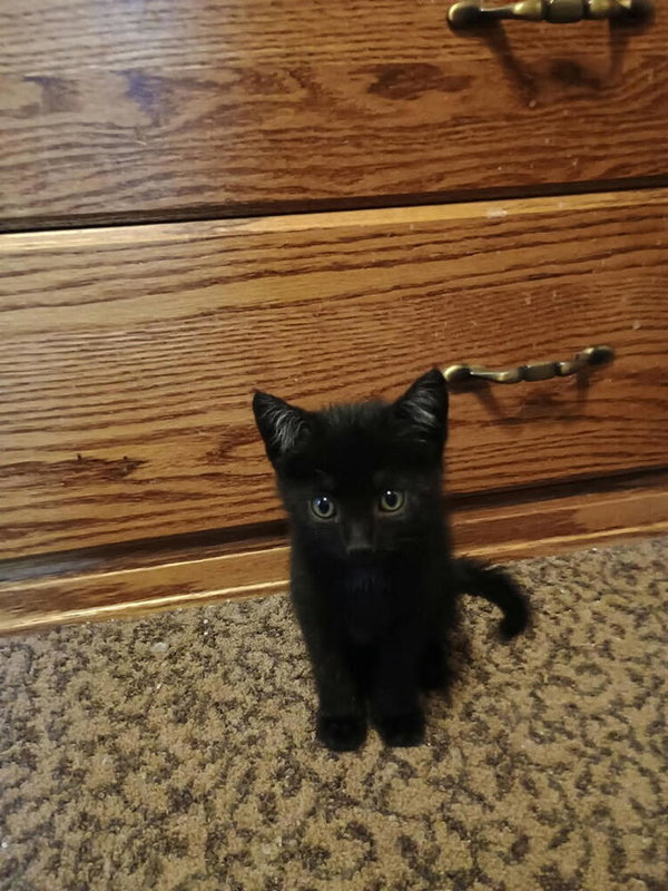Cookie