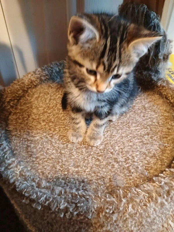 Biscuit