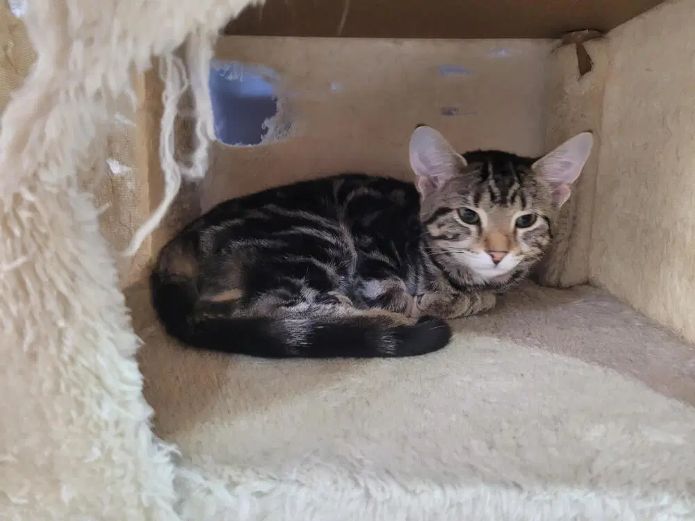 Biscuit - Domestic Short Hair