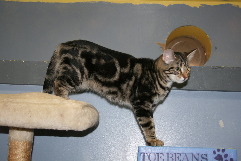 Biscuit, photo 3