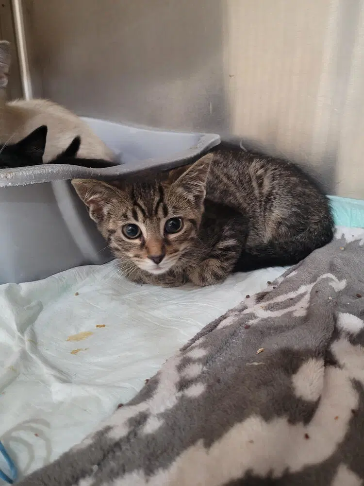 Beckett - Domestic Short Hair