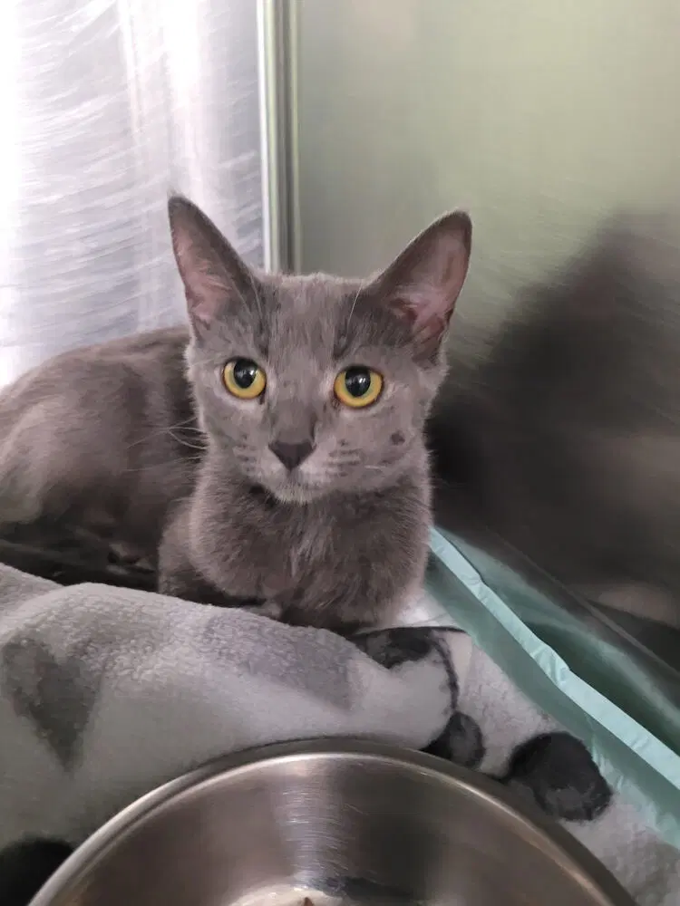 Moonlight - Domestic Short Hair