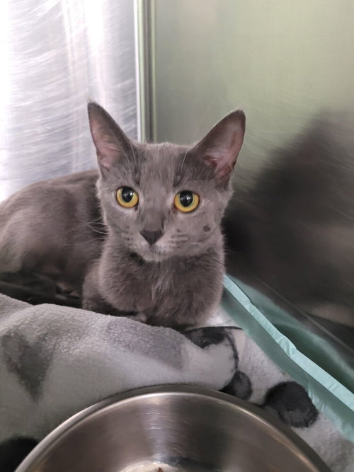 picture of the cat needing adoption