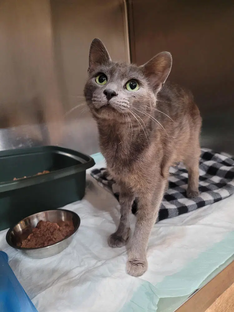 Carmichael - Domestic Short Hair