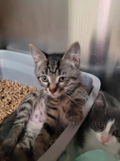 picture of the cat needing adoption