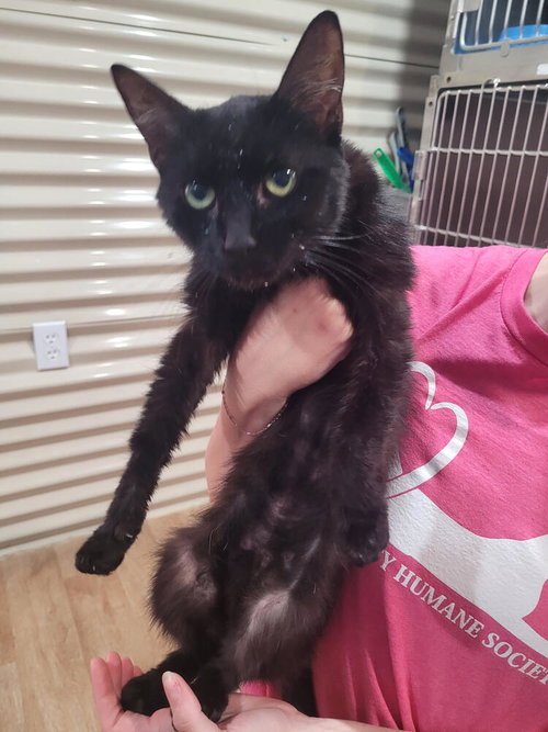picture of the cat needing adoption