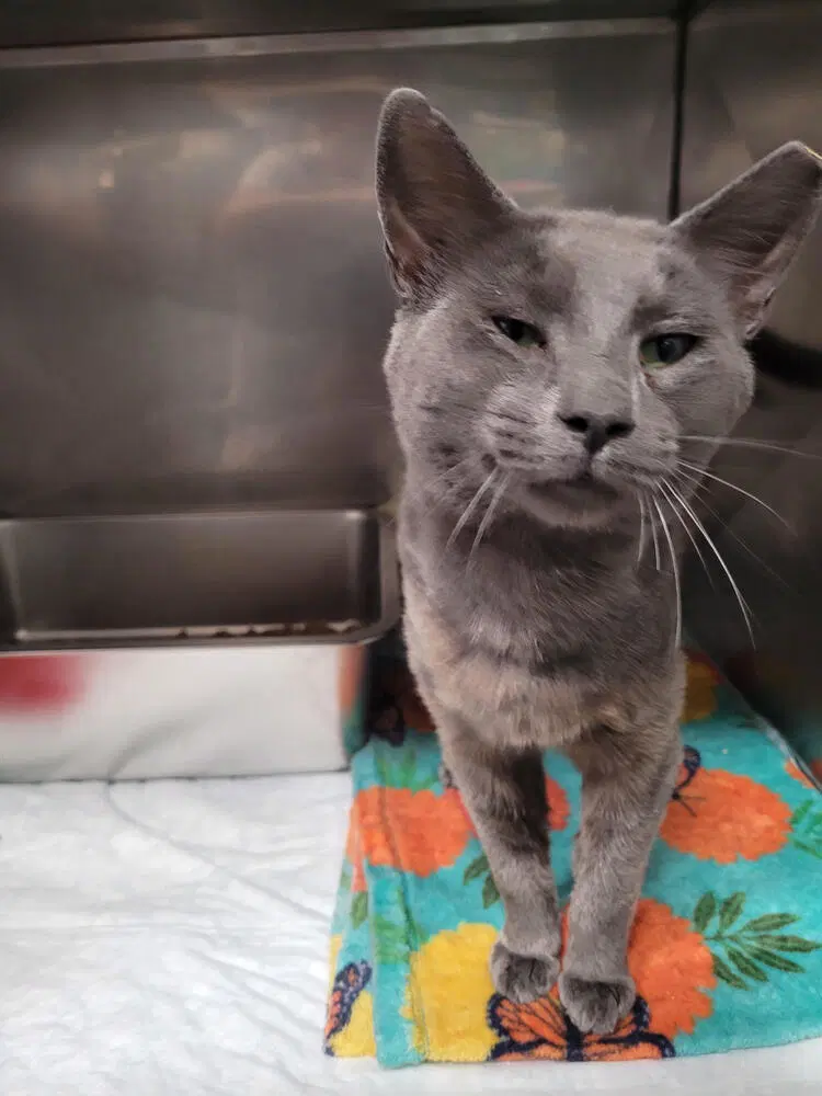 Cosmo - Domestic Short Hair