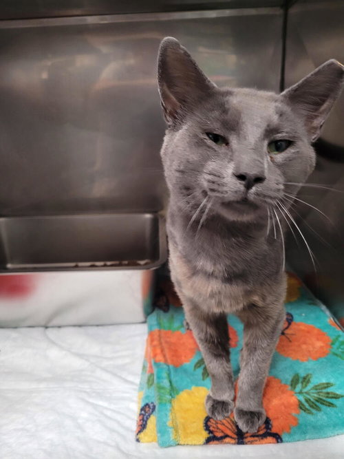 Cosmo, a cat for adoption from Greene County Humane Society Inc